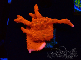 WYSIWYG Montipora Setosa Green Grafted