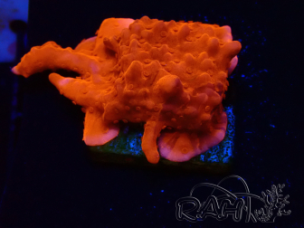 WYSIWYG Montipora Setosa Purple Grafted
