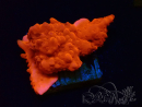 WYSIWYG Montipora Setosa Purple Grafted