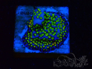 WYSIWYG Montipora Ultraman