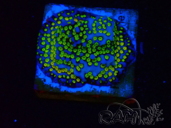 WYSIWYG Montipora Ultraman