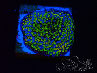 WYSIWYG Montipora Ultraman