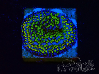 WYSIWYG Montipora Ultraman