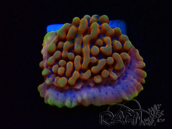 WYSIWYG JF Montipora Altered Ego 11B5