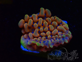 WYSIWYG JF Montipora Altered Ego