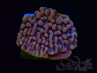 WYSIWYG JF Montipora Altered Ego