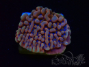 WYSIWYG JF Montipora Altered Ego 11B8
