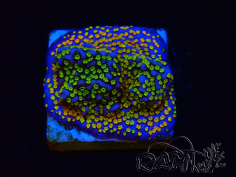 WYSIWYG Montipora Rainbow 11C1