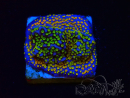WYSIWYG Montipora Rainbow 11C1