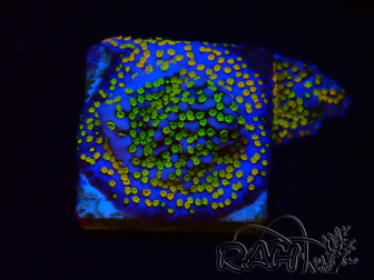 WYSIWYG Montipora Rainbow 11C2