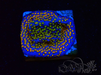 WYSIWYG Montipora Rainbow