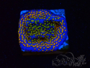 WYSIWYG Montipora Rainbow