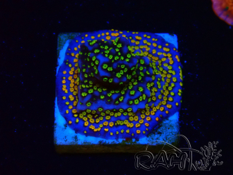 WYSIWYG Montipora Rainbow
