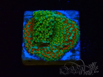 WYSIWYG Montipora Chili Pepper 11D4