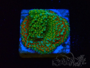 WYSIWYG Montipora Chili Pepper