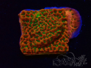 WYSIWYG RAH Montipora Phoenix evolution