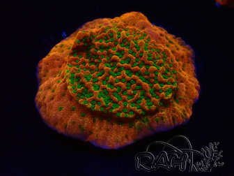 WYSIWYG RAH Montipora Phoenix evoluzione