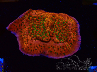 WYSIWYG RAH Montipora Phoenix evolution 11D7