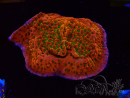 WYSIWYG RAH Montipora Phoenix evolution