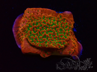 WYSIWYG RAH Montipora Phoenix evolution 11D8
