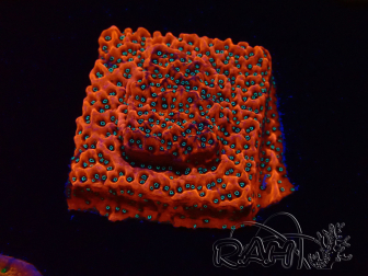 WYSIWYG WWC Montipora Dragon Fruit