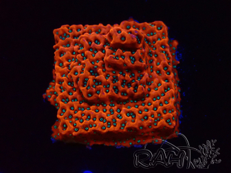 WYSIWYG WWC Montipora Dragon Fruit