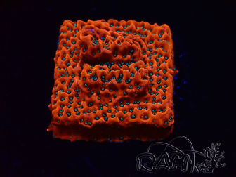 WYSIWYG WWC Montipora Dragon Fruit 11E8
