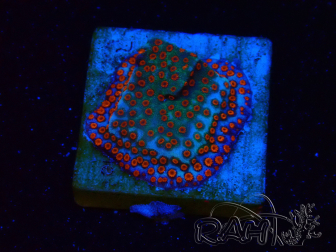 WYSIWYG RAH Montipora Reverse Sunset