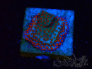 WYSIWYG RAH Montipora Reverse Sunset