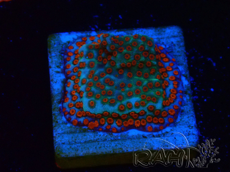 WYSIWYG RAH Montipora Reverse Sunset