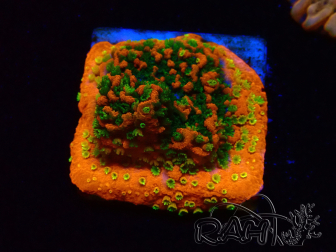 WYSIWYG Montipora Sunset