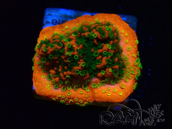 WYSIWYG Montipora Sunset 11F6