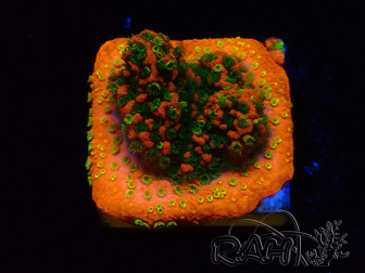 WYSIWYG Montipora Sonnenuntergang