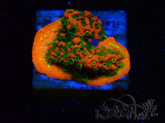 WYSIWYG Montipora Sunset 11F8