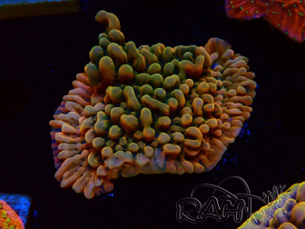 WYSIWYG JF Montipora Brain Freeze