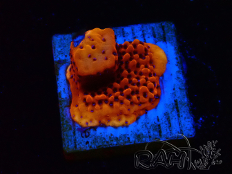 WYSIWYG RAH Montipora Mystic Sunset