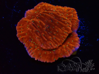 WYSIWYG SK Snow Montipora Platte