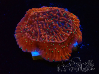WYSIWYG SK Snow Montipora Platte