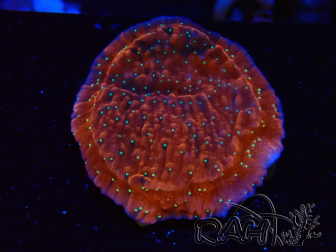 WYSIWYG SK Snow Montipora plate