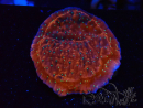 WYSIWYG SK Snow Montipora plateau 11H3