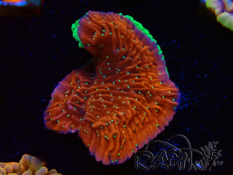 WYSIWYG SK Snow Montipora-Platte