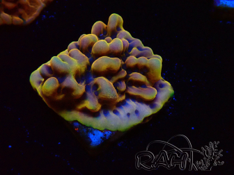 WYSIWYG Montipora Kung Pao