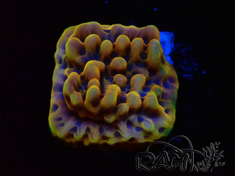 WYSIWYG Montipora Kung Pao 11H6