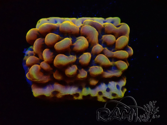WYSIWYG Montipora Kung Pao