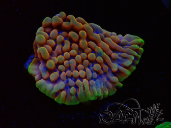 WYSIWYG Montipora Kung Pao
