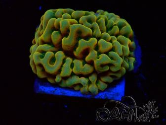 WYSIWYG JF Beach Bum Montipora