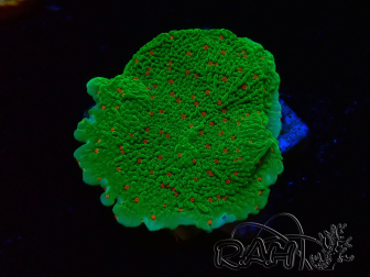 WYSIWYG Montipora Season Greetings 11J1