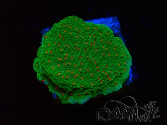 WYSIWYG Montipora Season Greetings 11J2