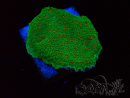 WYSIWYG Montipora Season Greetings
