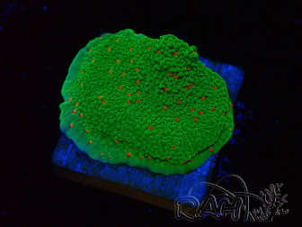 WYSIWYG Montipora Saludos de Temporada
